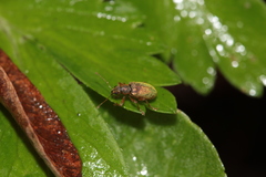 Polydrusus pterygomalis