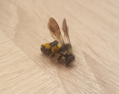 Andrena danuvia