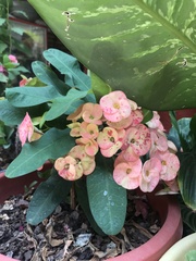 Euphorbia milii