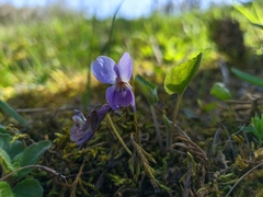 Viola alba dehnhardtii