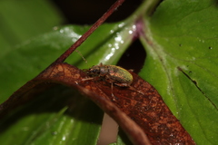 Polydrusus pterygomalis