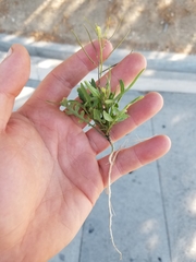 Sisymbrium irio