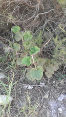 Pelargonium capitatum