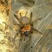 Black Tunnelweb Spider - Photo (c) Steve Kerr, some rights reserved (CC BY), uploaded by Steve Kerr