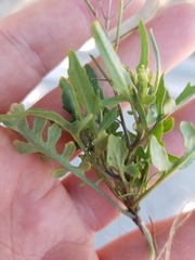 Sisymbrium irio