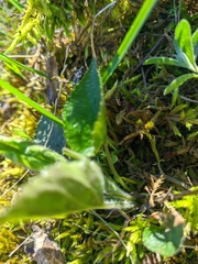 Viola alba dehnhardtii