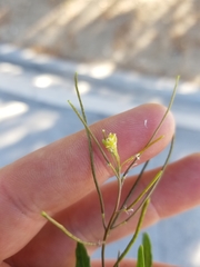 Sisymbrium irio
