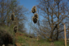 Alopecurus vaginatus