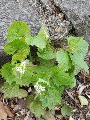 Alliaria petiolata
