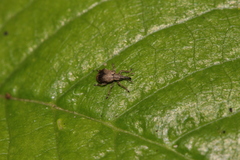 Trichopterapion holosericeum