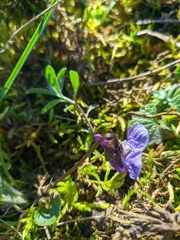 Viola alba dehnhardtii