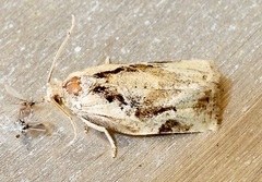 Archips grisea