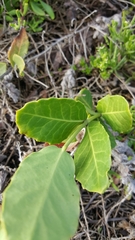 Maytenus procumbens