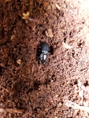 Platycerus oregonensis