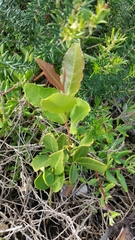 Maytenus procumbens