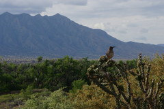 Toxostoma curvirostre