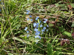 Omphalodes cappadocica