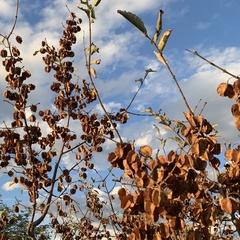 Combretum apiculatum