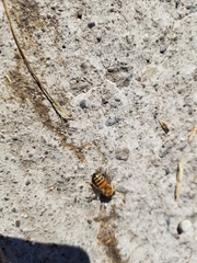 Apis mellifera