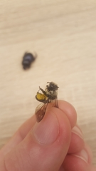 Andrena danuvia
