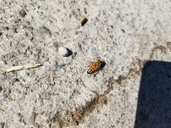 Apis mellifera