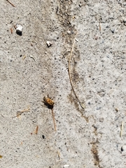Apis mellifera