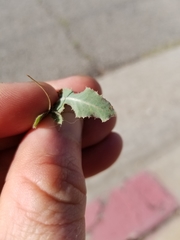 Lactuca serriola