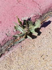 Lactuca serriola