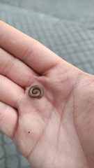 Pachyiulus cattarensis