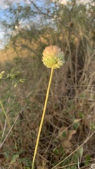 Acrotome angustifolia