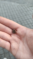 Pachyiulus cattarensis