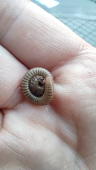 Pachyiulus cattarensis