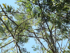 Havardia albicans