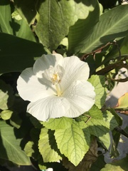 Malvaceae