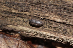 Armadillidium opacum