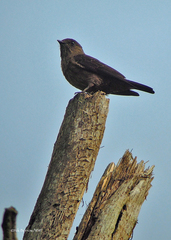 Bradornis fuliginosus