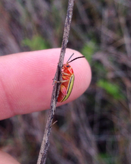 Disonycha quinquelineata