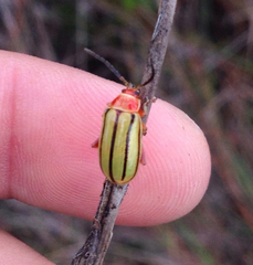 Disonycha quinquelineata