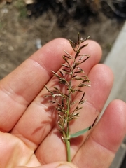 Eragrostis cilianensis
