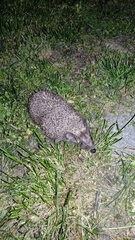 Erinaceus roumanicus