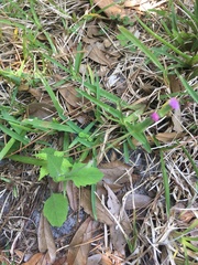 Emilia sonchifolia image