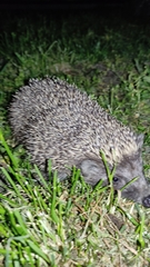 Erinaceus roumanicus