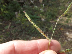Paspalum fimbriatum