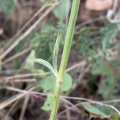 Acrotome angustifolia