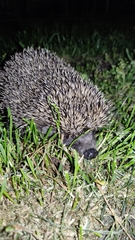 Erinaceus roumanicus