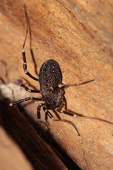 Egaenus convexus