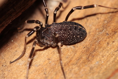 Egaenus convexus