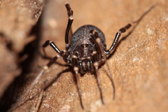 Egaenus convexus