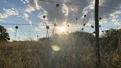 Acrotome angustifolia