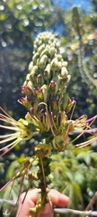 Cleome anomala